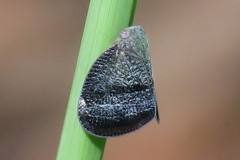 Ricania taeniata
