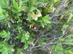Diospyros glabra