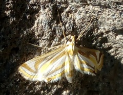 Strepsinoma