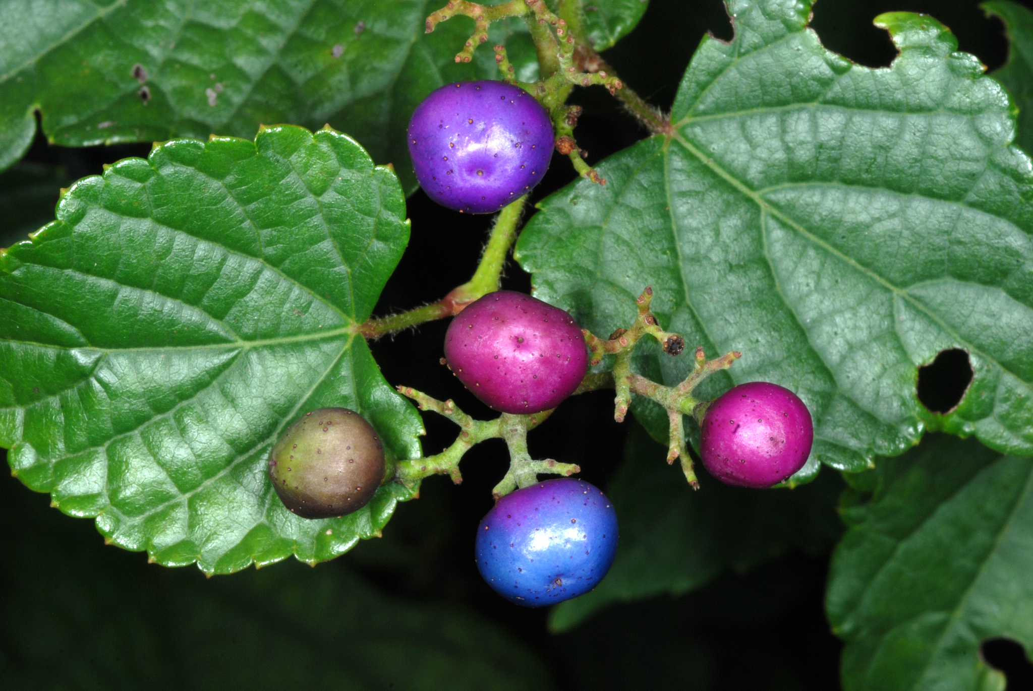 Ampelopsis