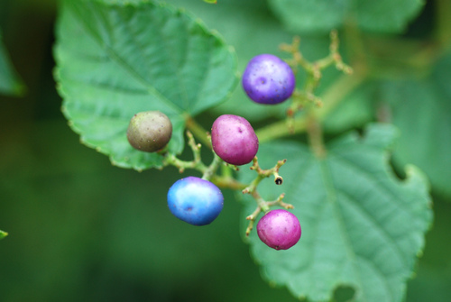 Ampelopsis glandulosa