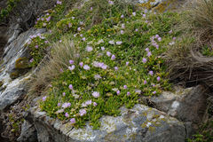 Disphyma australe australe