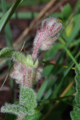 Hermannia grandistipula image