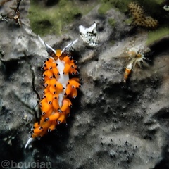 Favorinus tsuruganus