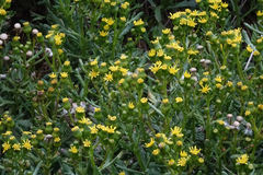 Senecio carnosulus