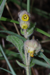Hermannia grandistipula image