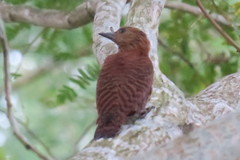 Micropternus brachyurus