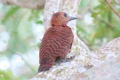 Micropternus brachyurus