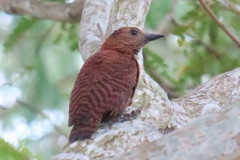 Micropternus brachyurus