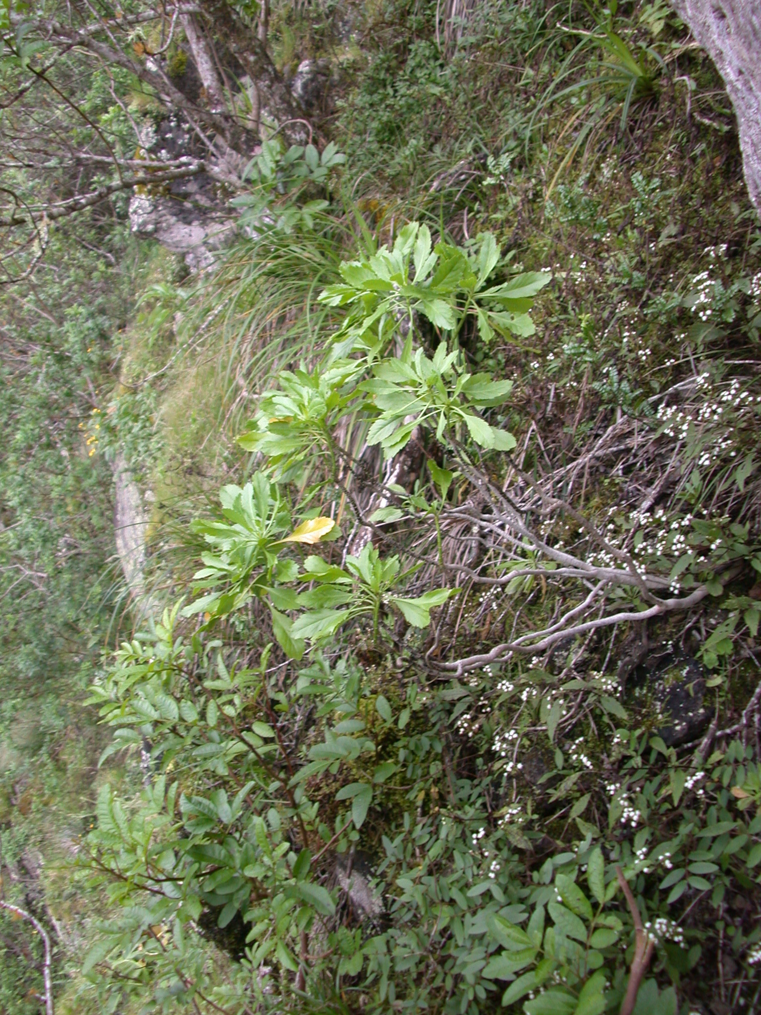 Lepidium arbuscula