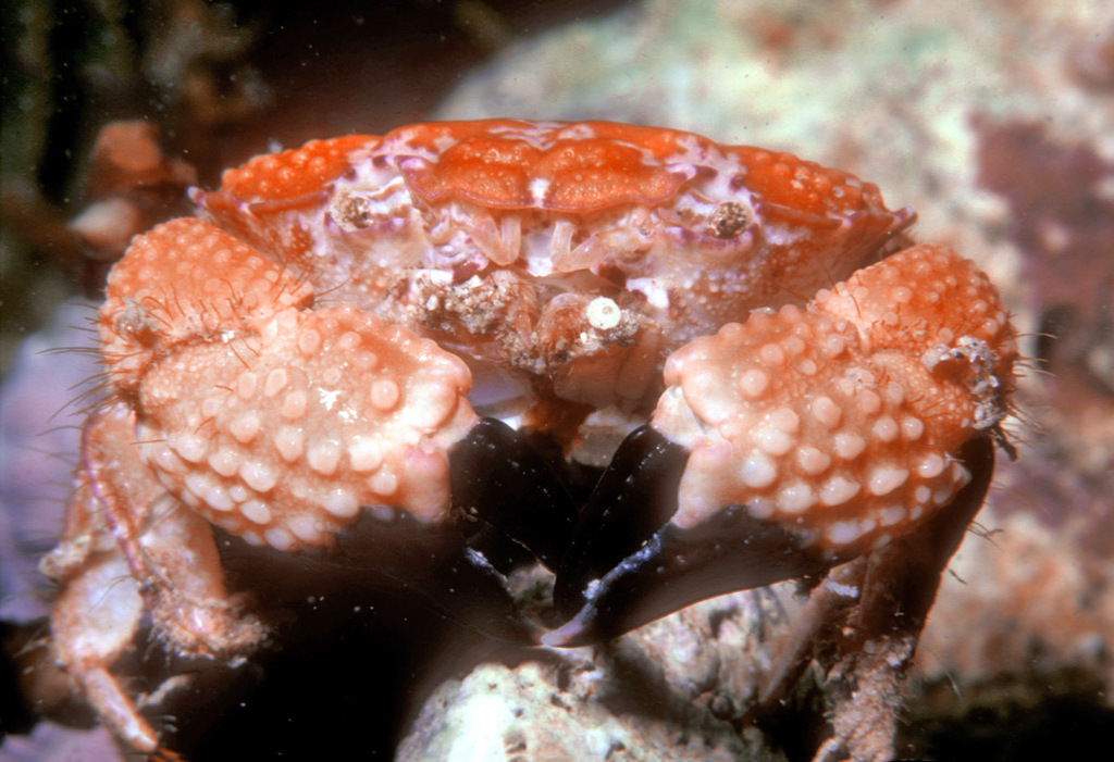 Platypodia semigranosa