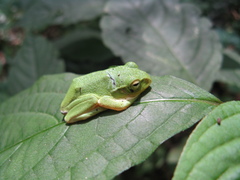Zhangixalus schlegelii