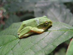 Zhangixalus schlegelii