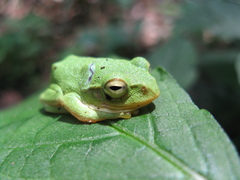 Zhangixalus schlegelii