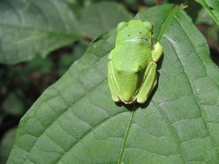 Zhangixalus schlegelii