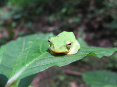 Zhangixalus schlegelii