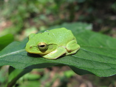 Zhangixalus schlegelii