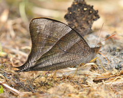 Corades pannonia