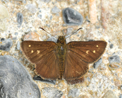 Dalla calima