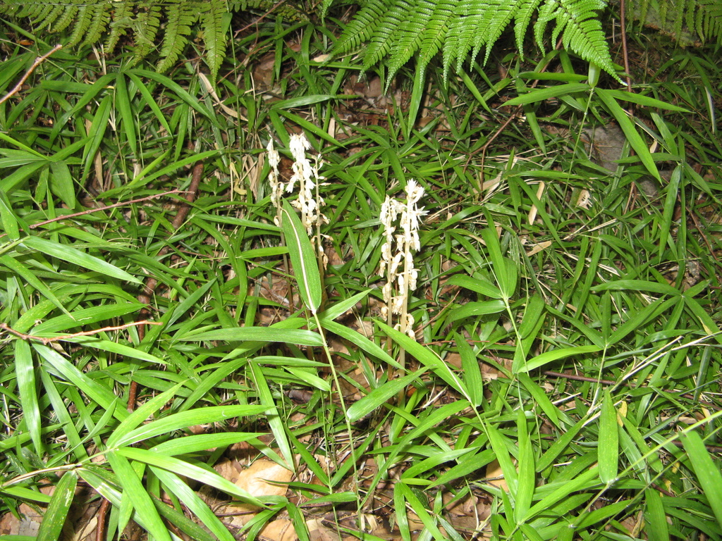 Epipogium roseum