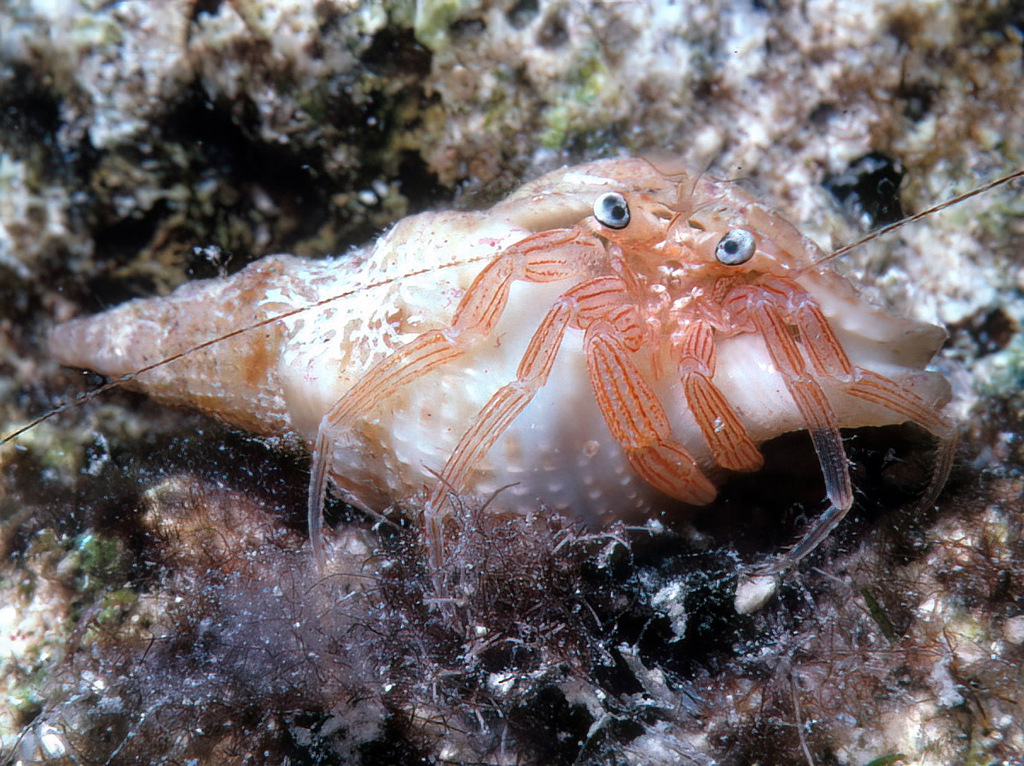Pagurixus maorus