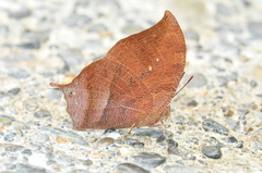 Fountainea centaurus
