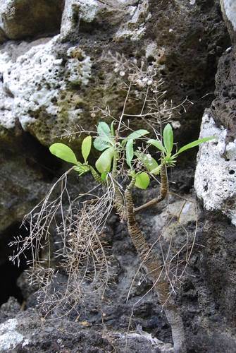Lepidium orbiculare