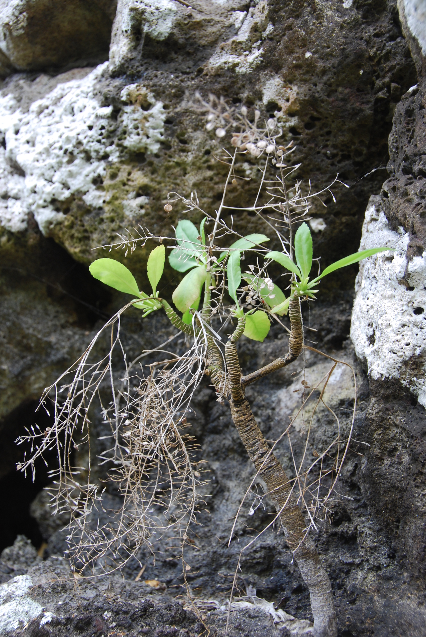 Lepidium orbiculare