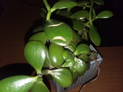 Crassula ovata