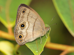Hermeuptychia harmonia