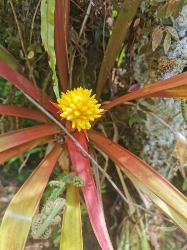 Image of Guzmania zahnii by (c) Elías Torres Arroyo, some rights reserved (CC BY)