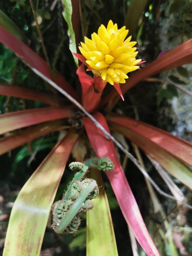 Image of Guzmania zahnii by (c) Elías Torres Arroyo, some rights reserved (CC BY)