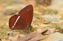 Lymanopoda albocincta