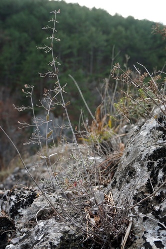 Clinopodium serpyllifolium subsp. fruticosum (L.) Bräuchler