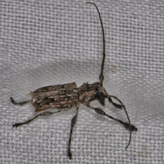 Image of Steirastoma lituratum