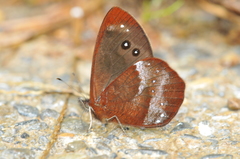 Lymanopoda obsoleta