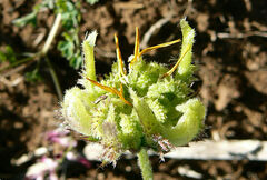 Calendula suffruticosa subsp. maderensis image