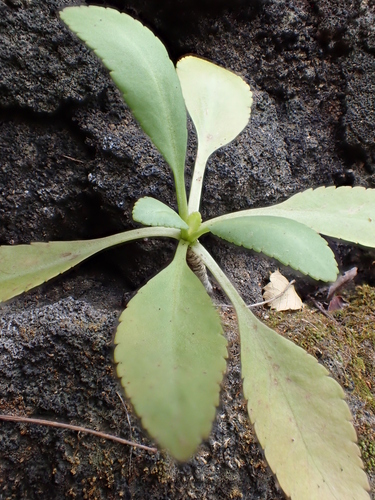 Lepidium orbiculare