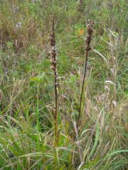 Liatris pycnostachya