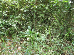 Angiospermae