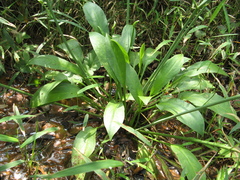 Angiospermae