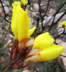 Bobartia macrospatha