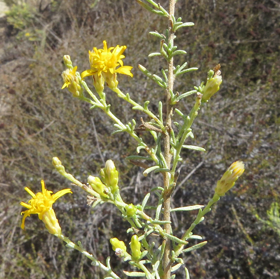 Ericameria palmeri