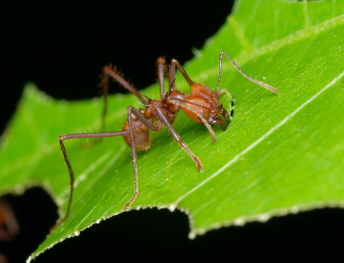 Hairy-headed leafcutter ant