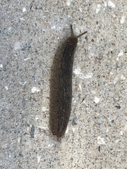 Leidyula floridana image