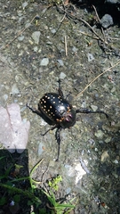 Cheirotonus formosanus