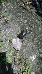 Cheirotonus formosanus