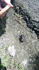 Cheirotonus formosanus