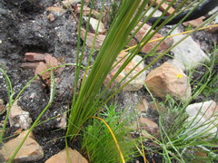 Bobartia macrospatha