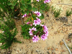 Pelargonium cucullatum strigifolium